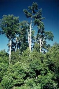 kahikatea-trees