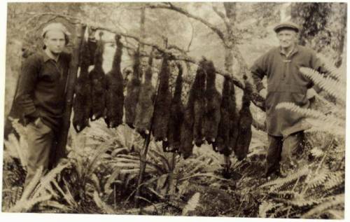 possum trapper 1931