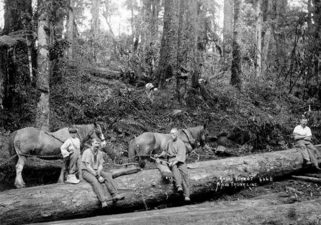 felled kauri tree 1900