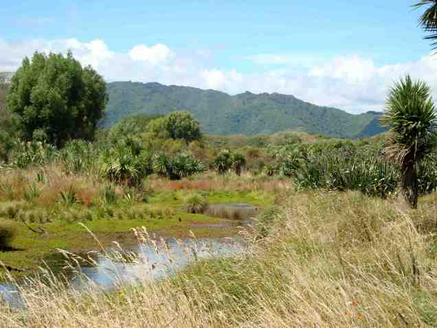 wetland by Waikanae River