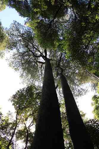 Kahikatea at Deans Bush_Stephen Tweedy
