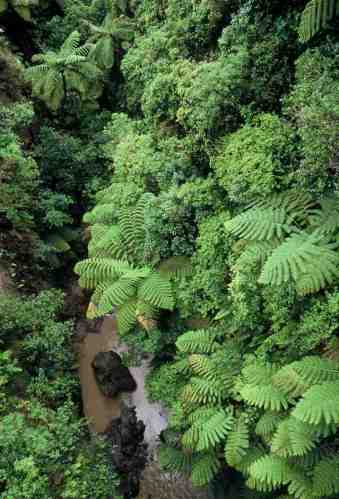 Whanganui River tributary