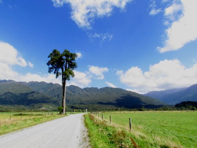 Solitary kahikatea near Hokitika Gorge