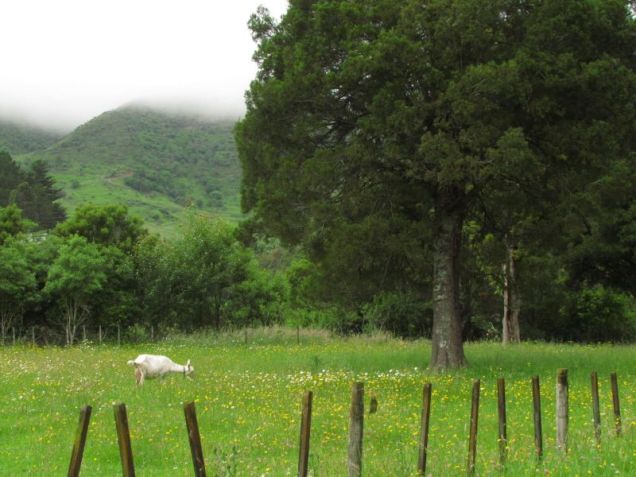 Kahikatea and goat