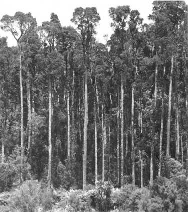 Kahikatea swamp forest