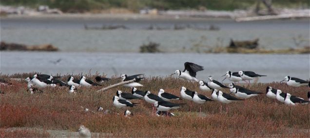 Pied stilts at Manawatu Estuary. Photo by Steve Attwood https://www.flickr.com/photos/stevex2/ , not to be reproduced without prior permission.