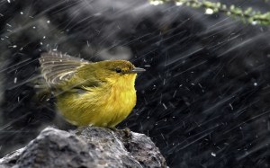 Bird in rain