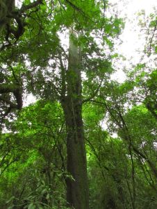 One of the sizeable kahikatea in Dear's Bush