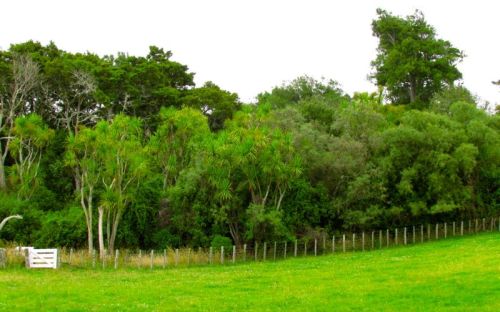 View of bush from front paddock
