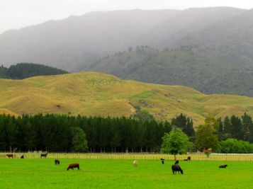 Farmscape near Piripiri in the upper Pohangina Valley East Road