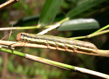 Cosmopolitan Armyworm
