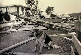 One of many scenes of devastation in the aftermath of Cyclone Bola.