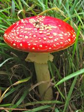 red toadstool