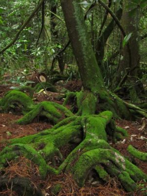 Kahikatea roots 2