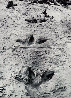 moa-footprints-1912