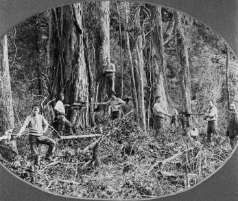 Bushfelling in the Pohangina Valley 1904