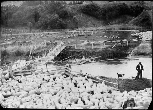A sheep farm c1910 - 20. Unknown location in the Manawatu. Possibly taken by Charles Wildbore of Pohangina. Palmerston North City Libraries