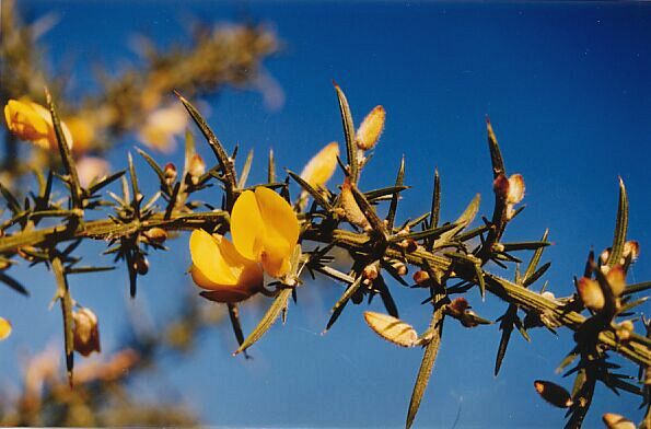 gorse