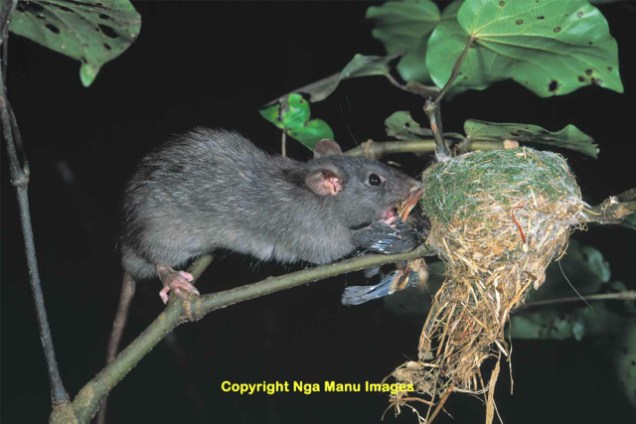 A black rat eating a fantail chick, Horowhenua.