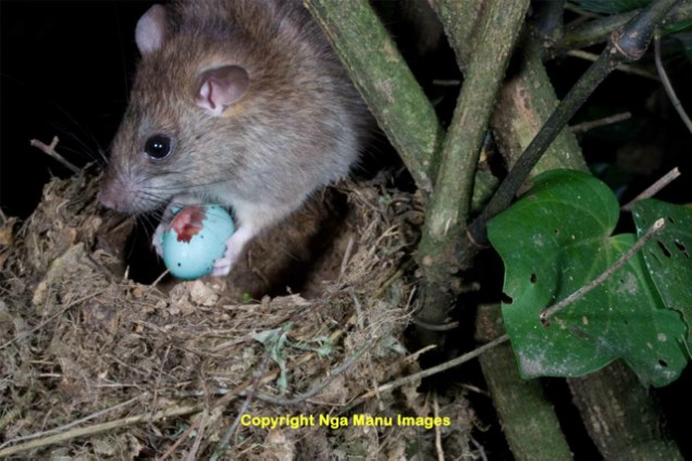 rat eating egg