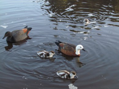 Mum and dad duck with ducklings (one of the new clutch)