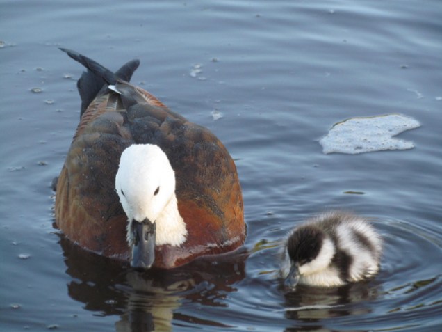 Female Paradise shelduck and duckling