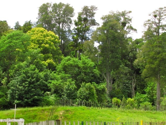 Bruce Park Reserve10