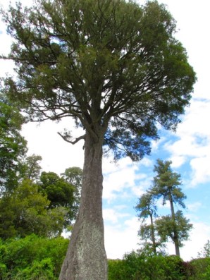 Bruce Park Reserve12