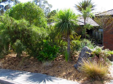 Our "front lawn" today