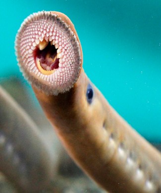 lamprey mouth