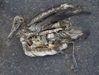 The stomach contents of this albatross include plastic marine debris fed to the chick by its parents. Photograph by Chris Jordan, U.S. Fish and Wildlife Service. This file is licensed under the Creative Commons Attribution 2.0 Generic license. 