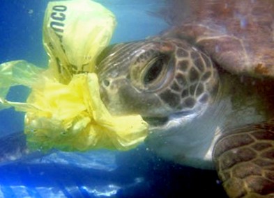 turtle choking on plastic bag
