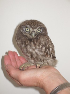 A German owl. Looks pretty harmless to me!